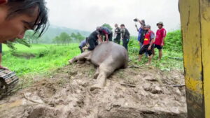 Watch: Rescuers frantically perform CPR on mother elephant as she faints during baby’s rescue from high drain