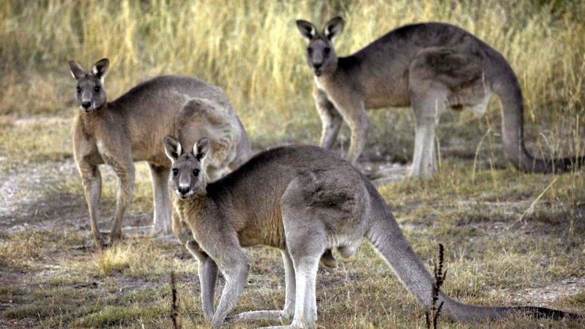 Kangaroo kills man